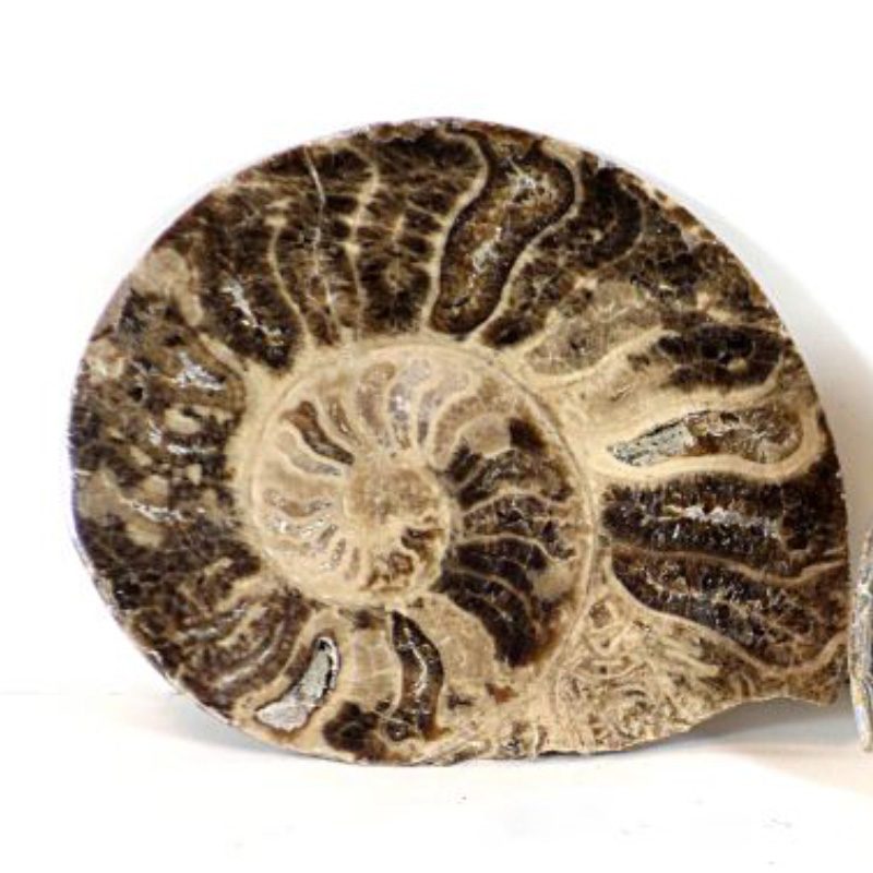 Ammonite-Slice